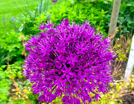 Цибуля декоративна Перпл Сенсейшн (Purple Sensation)купити