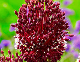 Цибуля декоративна Ред Могікан (Red Mohican)купити