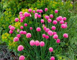 Цибуля декоративна Форескейт (Schoenoprasum Forescate)купити