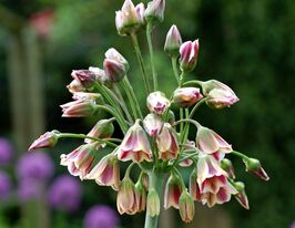 Лук декоративный (Siculum Ssp Bulgaricum) купить