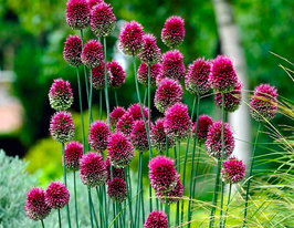 Цибуля декоративна Круглоголова (Sphaerocephalon)купити