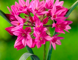 Лук декоративный Ореофиллум (allium Oreophilum) купить