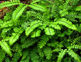 Адіантум Педатум Імбрикатум (Pedatum Imbricatum)купити