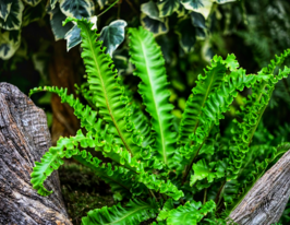 Аспленіум Сколопедріум (Scolopendrium)купити