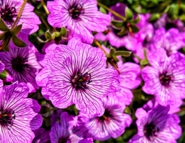 Герань Балерина (Ballerina) купить
