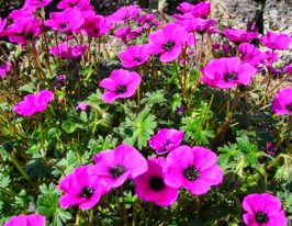 Герань Гюсепии (Giuseppii) купить