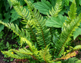 Багаторядник шиповатий Акулеатум (Аculeatum)купити