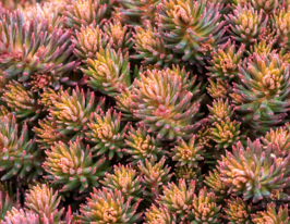 Седум Чоколат Болл (Chocolate Ball) купить