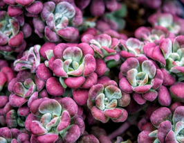 Седум Пурпуреум (Purpureum) купить