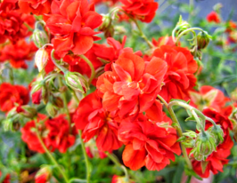 Сонцецвіт Амабіле Пленум (Amabile Plenum)купити