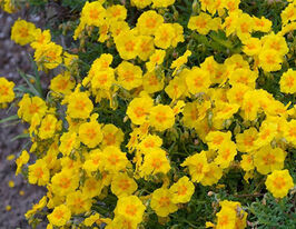 Сонцецвіт Бен Фада (Ben Fhada)купити