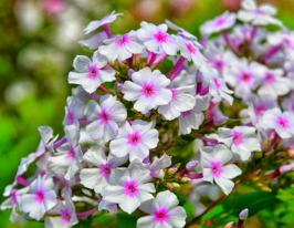 Флокс пірамідальний Дельта (Delta)купити