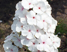 Флокс метельчатий Попойє (Popeye)купити