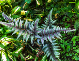 Кочедыжник японський Пиктум (Pictum) купить