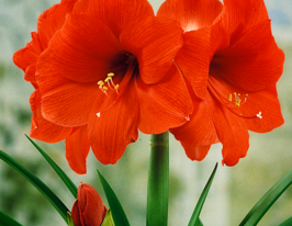 Амариліс Оранж Соверен (Orange Souvereign)купити