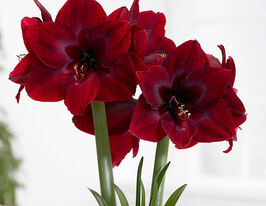 Амариліс Кармен (Carmen)купити