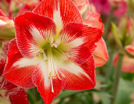 Амариліс Мінерва (Minerva)купити