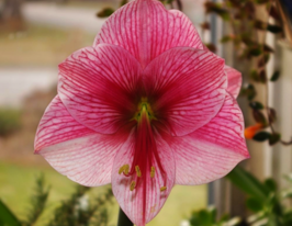 Амариліс Пурпле Рейн (Purple Rain)купити