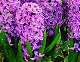 Гиацинт Сплендид Корнелия (Splendid Cornelia) купить