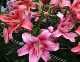 Лілія LA/LO Чайлд ін Тайм (Child in Time)купити