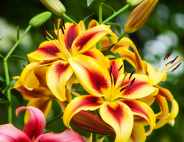 Лілія LA/LO  Віва ла Віда (Viva la Vida)купити