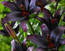 Лілія азіатська Блеклист (Blacklist)купити