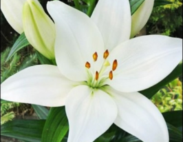 Лілія азіатська Кент (Kent)купити