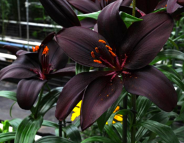 Лилия азиатская Маскара (Mascara) купить