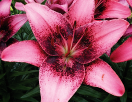 Лилия азиатская Пёрпл Дрим (Purple Dream) купить