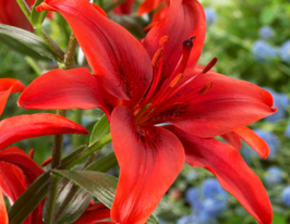 Лилия азиатская Ред Каунтри (Red County) купить