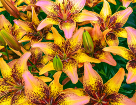 Лілія азіатська Трейбел Денс (Tribal Dance)купити