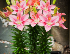 Лілія азіатська Фокстрот (Foxtrot)купити