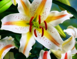 Лілія східна Гарден Паті (Garden Party)купити