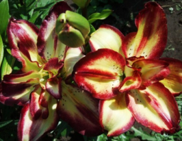 Лілія махрова Дабл Сенсейшн (Double Sensation)купити