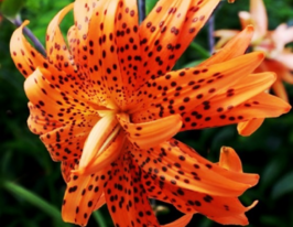 Лілія махрова Флора Плено (Flore Pleno)купити