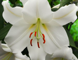 Лілія східна Каса Бланка (Casa Blanca)купити