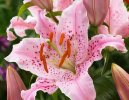 Лилия восточная Керли Сью (Curley Sue) купить