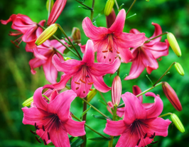 Лілія тигрова Пінк Флайт (Pink Flight)купити
