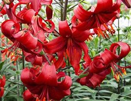 Лілія тигрова Червоний Оксамит (Red Velvet)купити