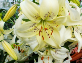 Лілія тигрова Світ Саррендер (Sweet Surrender)купити