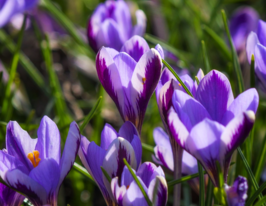 Крокус ботанический Спринг Бьюти (Spring Beauty) купить