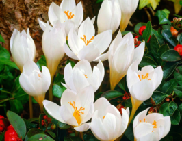 Крокус осеннецветущий Альбус (Albus) купить