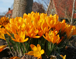 Крокус великоквітковий Голден Єллоу (Golden Yellow)купити