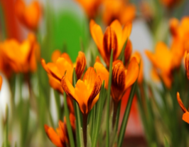 Крокус Olivieri Balansae Orange Monarch купить