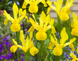 Ірис голландський Голден Б'юті (Golden Beauty)купити