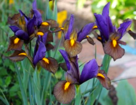 Ірис голландський Фіолетово-Бронзово Жовтийкупити