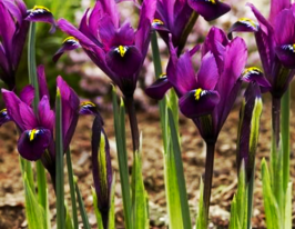 Ірис ретикулата Пурпле Хілл (Purple Hill)купити