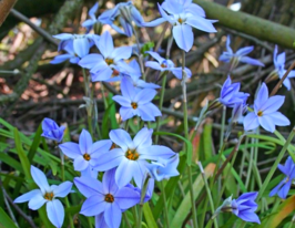 Іфейон Віслі Блю (Wisley Blue)купити
