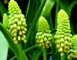 Бельвалия Грин Перл (Green Pearl) купить