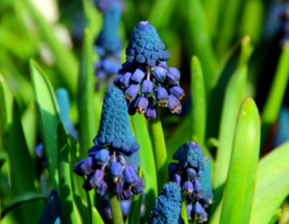 Бельвалія густоквіткова Пікнанта (Pycnantha)купити